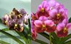 ВАНДА (VANDA Jiraprapa xSuksamranSpot xTubtimVelvet (2Tone Pink-Red )) 